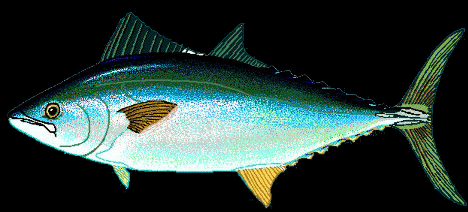 Orcynopsis unicolor_02.jpg